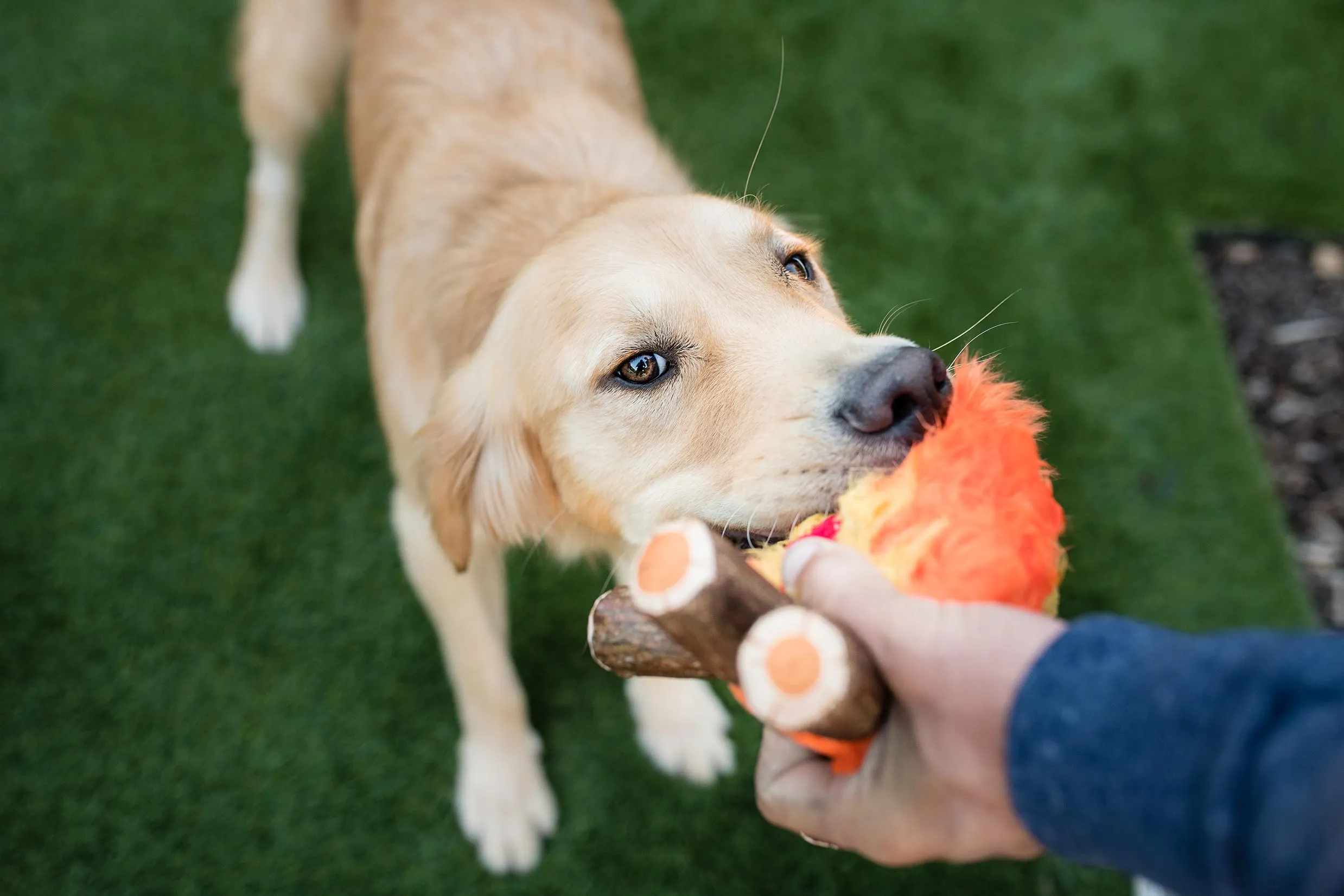 Camp Corbin Squeaky Plush Dog toys, Cozy Campfire