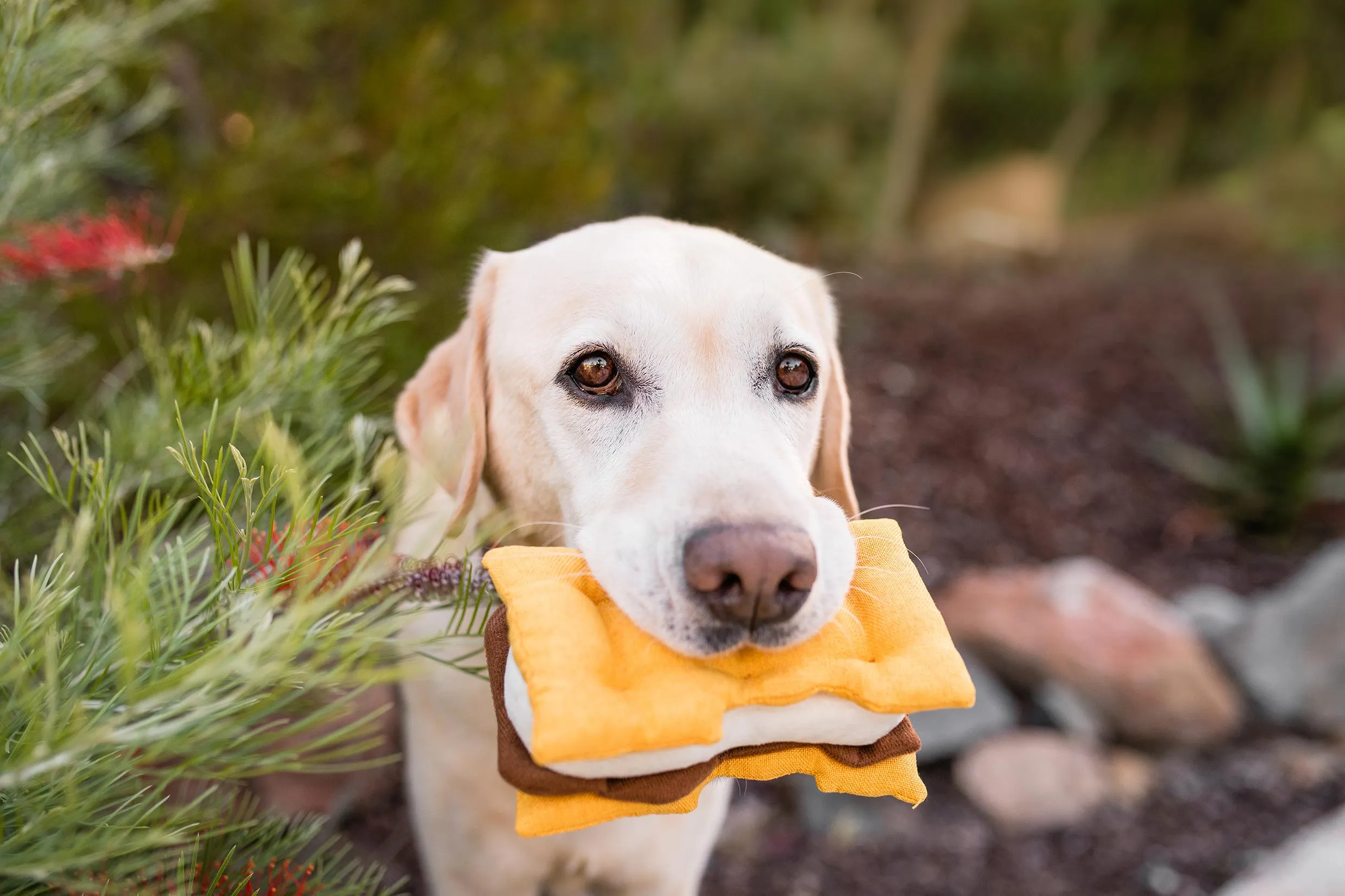 Camp Corbin Squeaky Plush Dog toys, Gimmie S'more