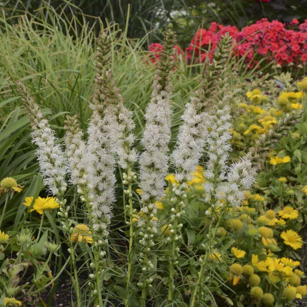 liatris floristan white potted