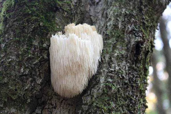 Mushroom Coffee Fusion - Lion’s Mane & Chaga 16oz Rastaman Stew